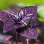Superfood Spotlight The Nutritional Benefits of Purple Basil
