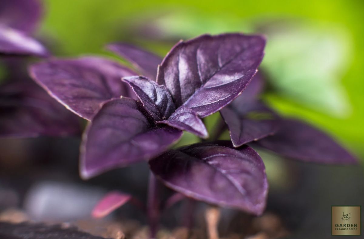 Superfood Spotlight The Nutritional Benefits of Purple Basil