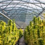 Best Delta 8 Buds You Should Try for the Ultimate High