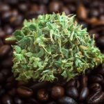 Unveiling the CBD Culture in Austin