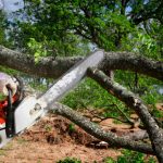 Professional Residential Tree Services Tampa Homeowners Rely On