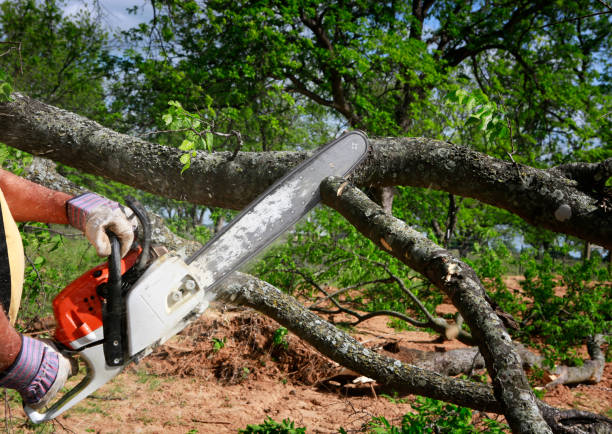 Professional Residential Tree Services Tampa Homeowners Rely On