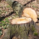 Affordable Tree Cutting & Maintenance in Janesville, WI