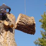 The Science Behind Professional Tree Cabling & Bracing