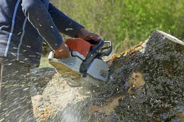 Tree Trimming and Removal Services in Springfield