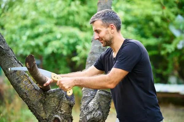 Expert Casselberry Tree Services for Healthy, Beautiful Trees