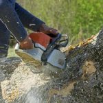 Dependable Shelton Tree Service with Experienced Arborists